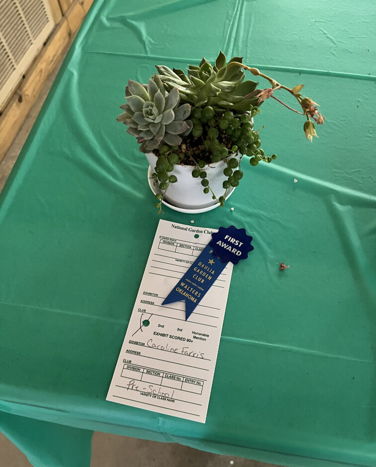 Succulent plants grown by 4H students on a green table cloth