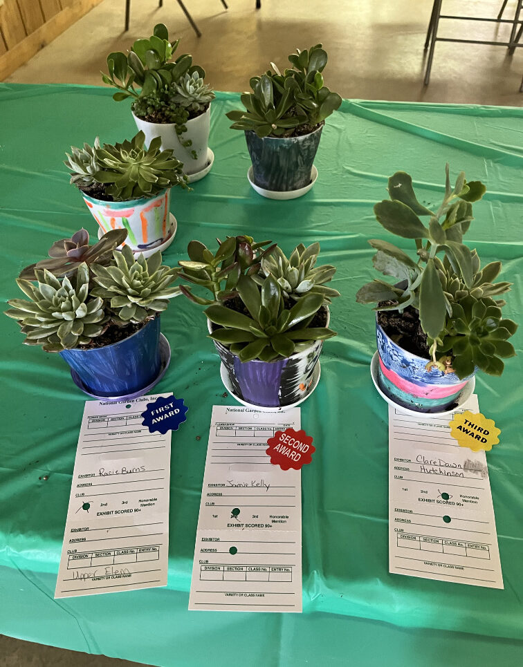 Succulent plants grown by 4H students on a green table cloth