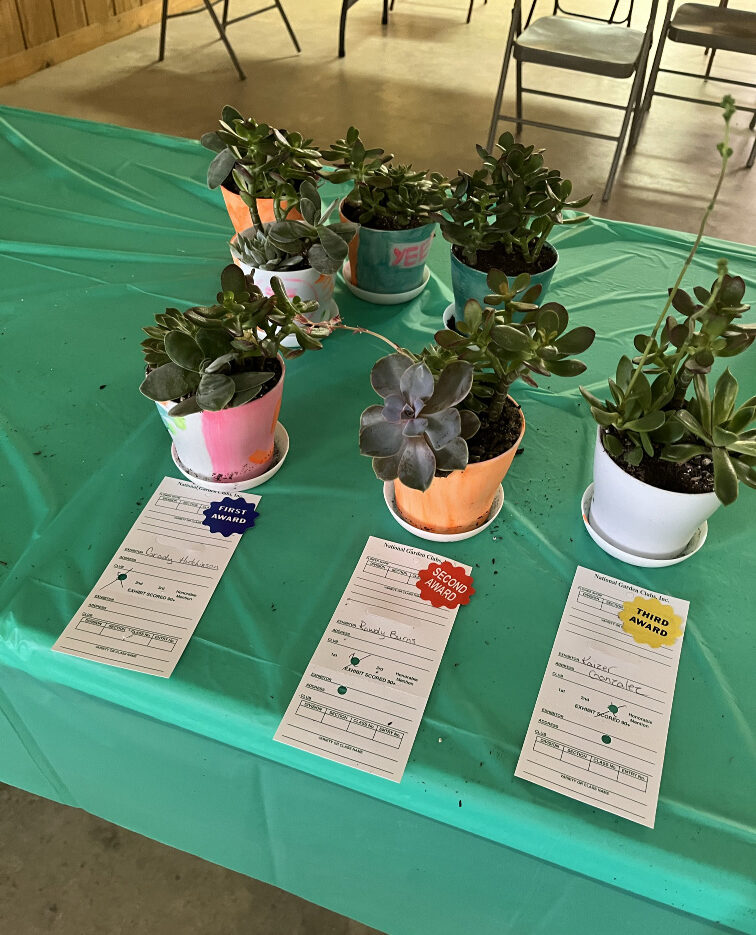 Succulent plants grown by 4H students on a green table cloth