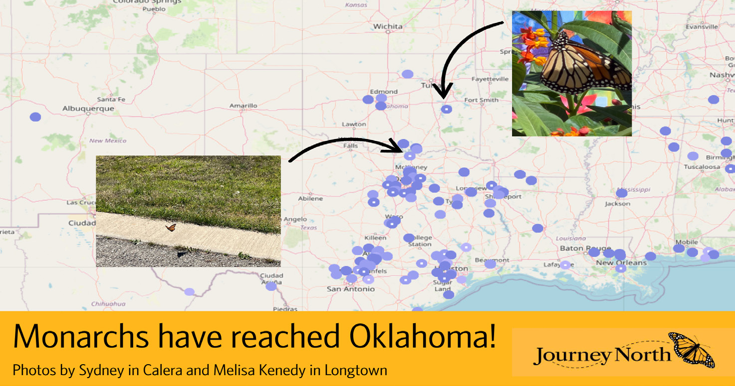Monarch Migration from Mexico Arrives in Oklahoma